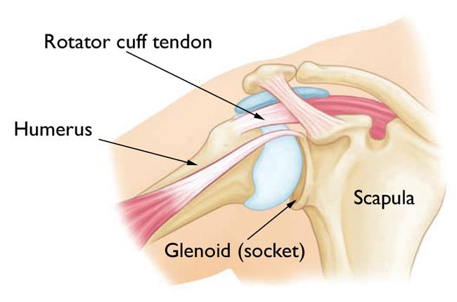 Shoulder-Joint-Anatomy