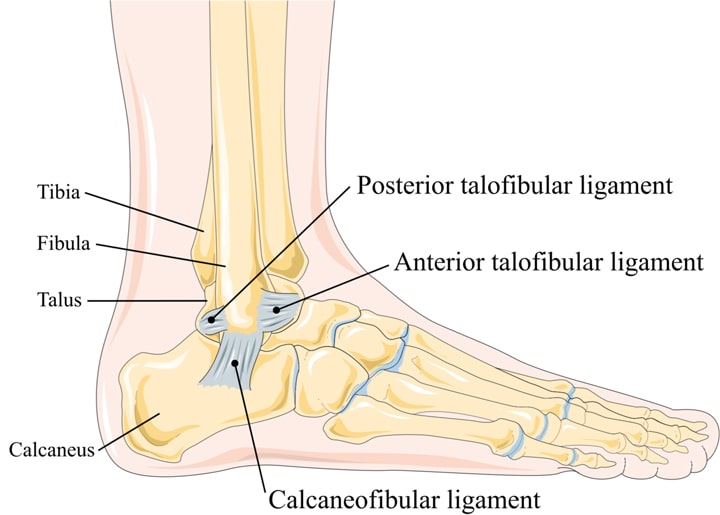 ankle-joint-anatomy