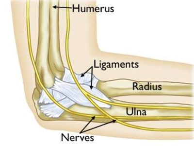elbow-anatomy