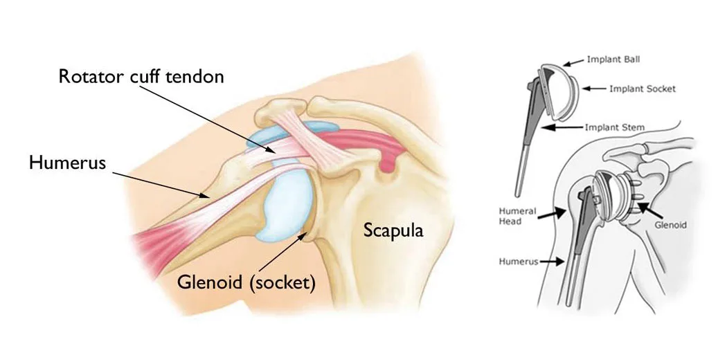 Shoulder-Joint-Anatomy