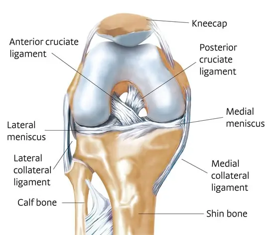 anatomy-knee-joint
