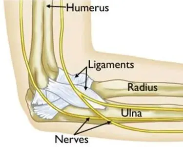 elbow-anatomy